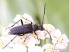 tesařík (Brouci), Anastrangalia dubia, Cerambycidae, Lepturini (Coleoptera)